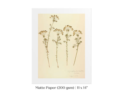 Pressed Flower Art Print | Euphorbia | P431 - Single Art Prints - Piccolo Fiore Prints