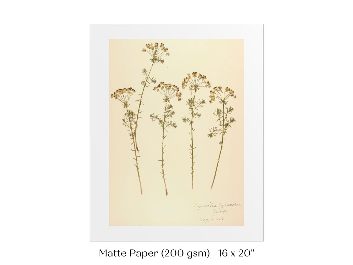 Pressed Flower Art Print | Euphorbia | P431 - Single Art Prints - Piccolo Fiore Prints