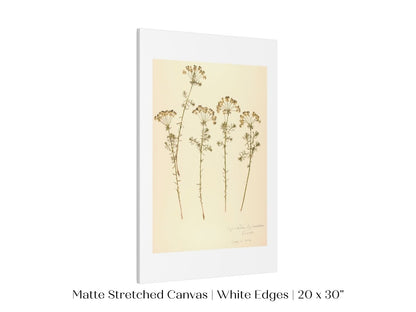 Pressed Flower Art Print | Euphorbia | P431 - Single Art Prints - Piccolo Fiore Prints