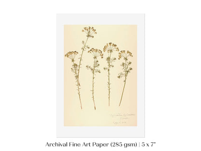 Pressed Flower Art Print | Euphorbia | P431 - Single Art Prints - Piccolo Fiore Prints