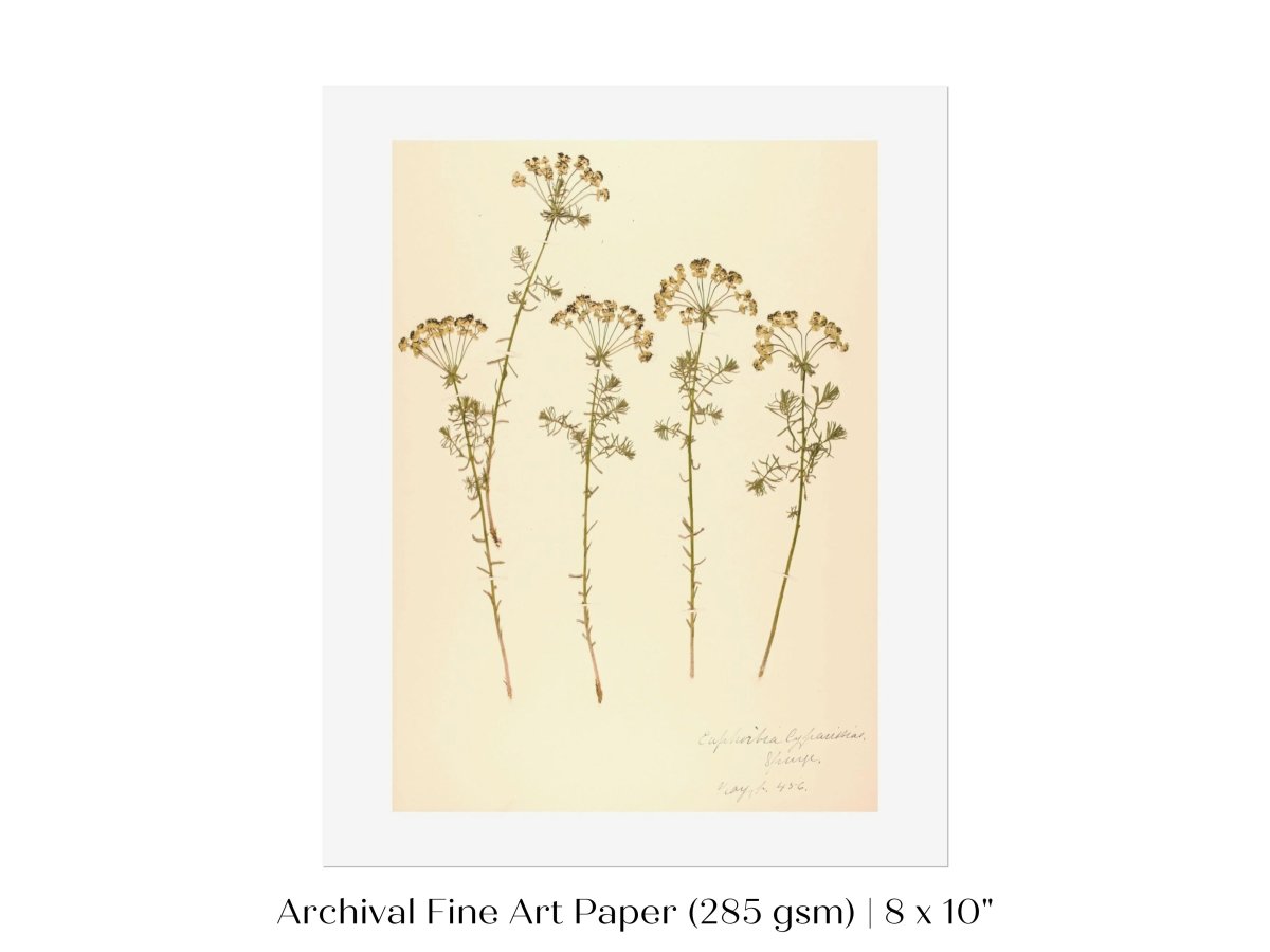 Pressed Flower Art Print | Euphorbia | P431 - Single Art Prints - Piccolo Fiore Prints