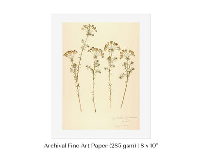 Pressed Flower Art Print | Euphorbia | P431 - Single Art Prints - Piccolo Fiore Prints