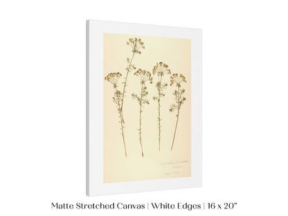 Pressed Flower Art Print | Euphorbia | P431 - Single Art Prints - Piccolo Fiore Prints