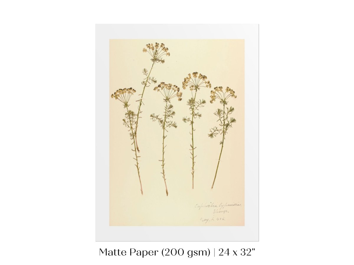 Pressed Flower Art Print | Euphorbia | P431 - Single Art Prints - Piccolo Fiore Prints