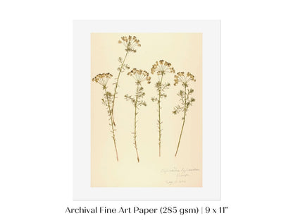 Pressed Flower Art Print | Euphorbia | P431 - Single Art Prints - Piccolo Fiore Prints