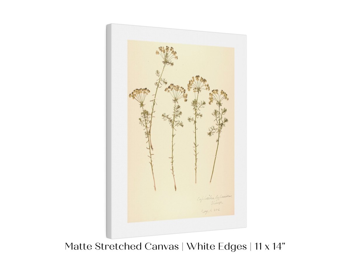 Pressed Flower Art Print | Euphorbia | P431 - Single Art Prints - Piccolo Fiore Prints