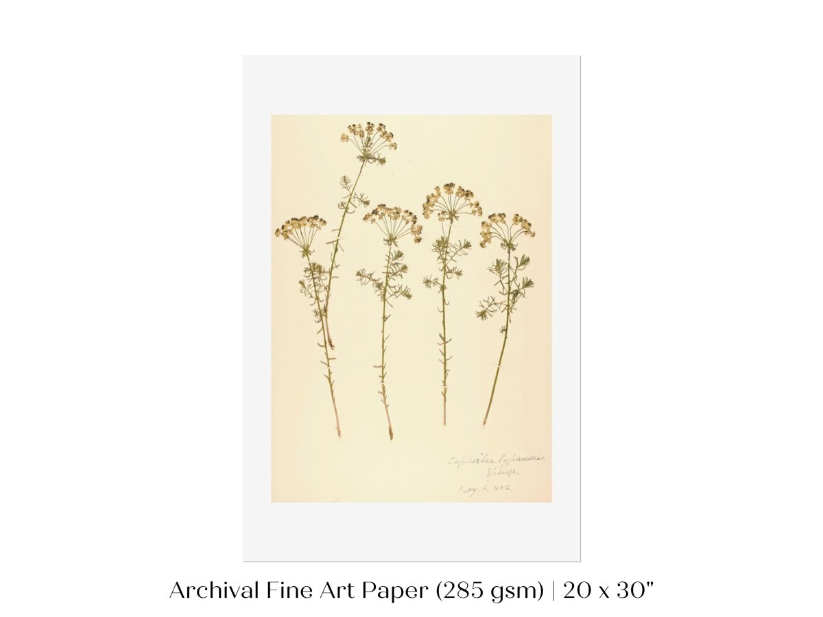 Pressed Flower Art Print | Euphorbia | P431 - Single Art Prints - Piccolo Fiore Prints