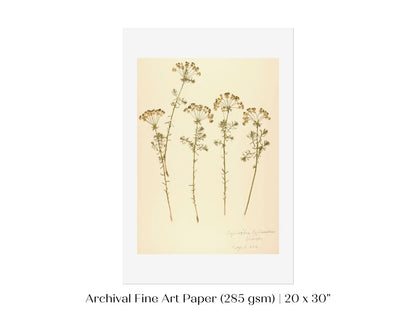Pressed Flower Art Print | Euphorbia | P431 - Single Art Prints - Piccolo Fiore Prints