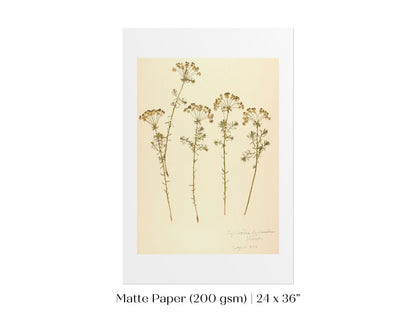 Pressed Flower Art Print | Euphorbia | P431 - Single Art Prints - Piccolo Fiore Prints