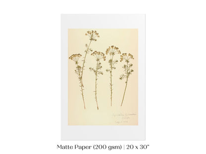 Pressed Flower Art Print | Euphorbia | P431 - Single Art Prints - Piccolo Fiore Prints