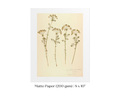 Pressed Flower Art Print | Euphorbia | P431 - Single Art Prints - Piccolo Fiore Prints