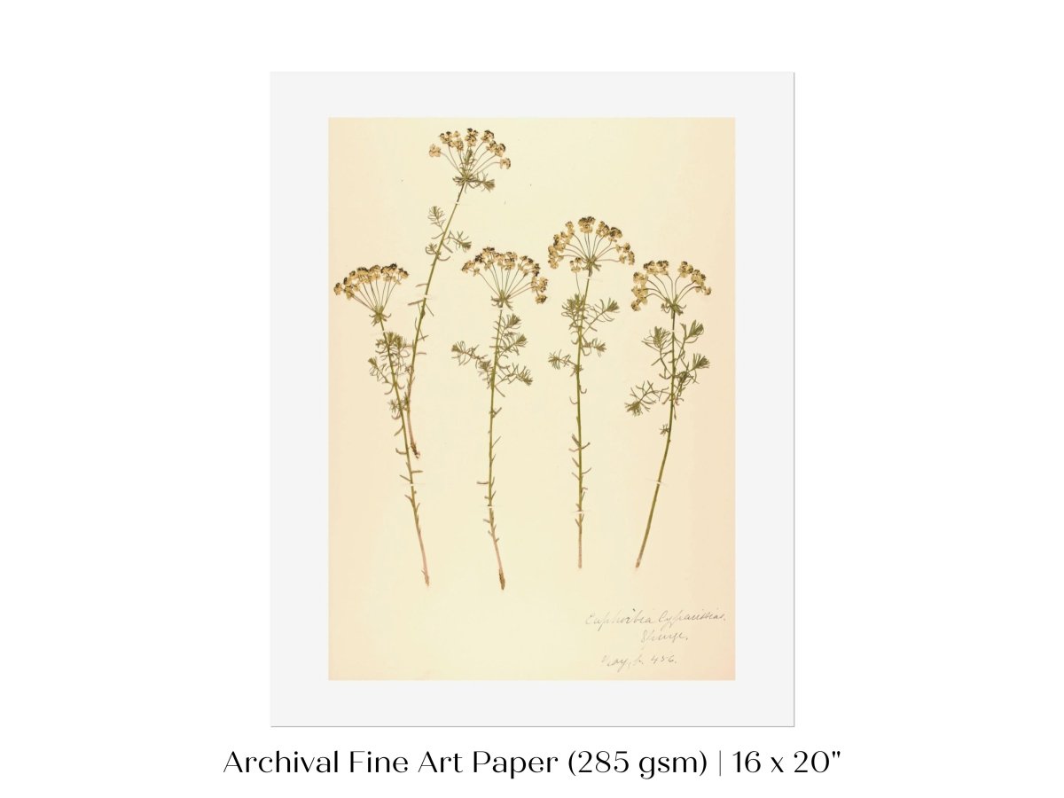 Pressed Flower Art Print | Euphorbia | P431 - Single Art Prints - Piccolo Fiore Prints