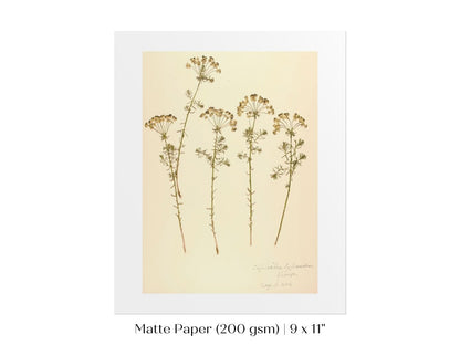 Pressed Flower Art Print | Euphorbia | P431 - Single Art Prints - Piccolo Fiore Prints