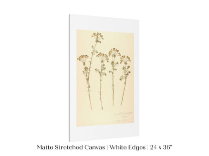 Pressed Flower Art Print | Euphorbia | P431 - Single Art Prints - Piccolo Fiore Prints