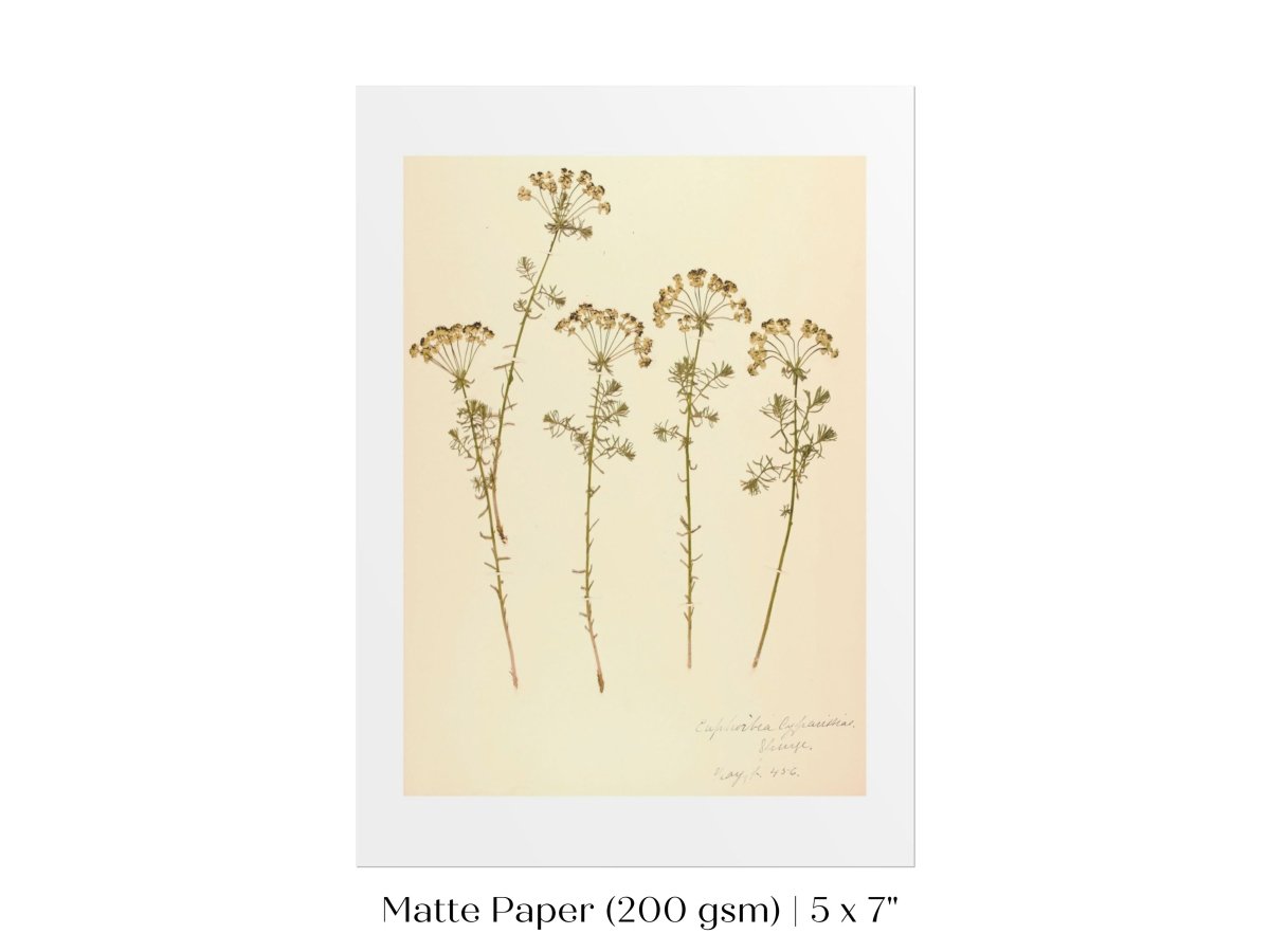 Pressed Flower Art Print | Euphorbia | P431 - Single Art Prints - Piccolo Fiore Prints