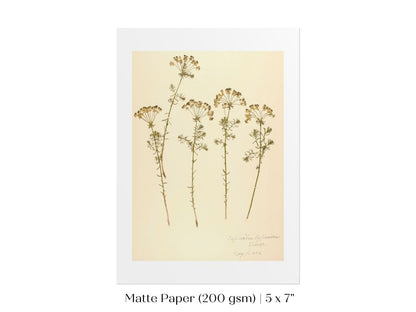 Pressed Flower Art Print | Euphorbia | P431 - Single Art Prints - Piccolo Fiore Prints