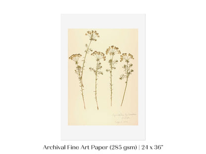 Pressed Flower Art Print | Euphorbia | P431 - Single Art Prints - Piccolo Fiore Prints