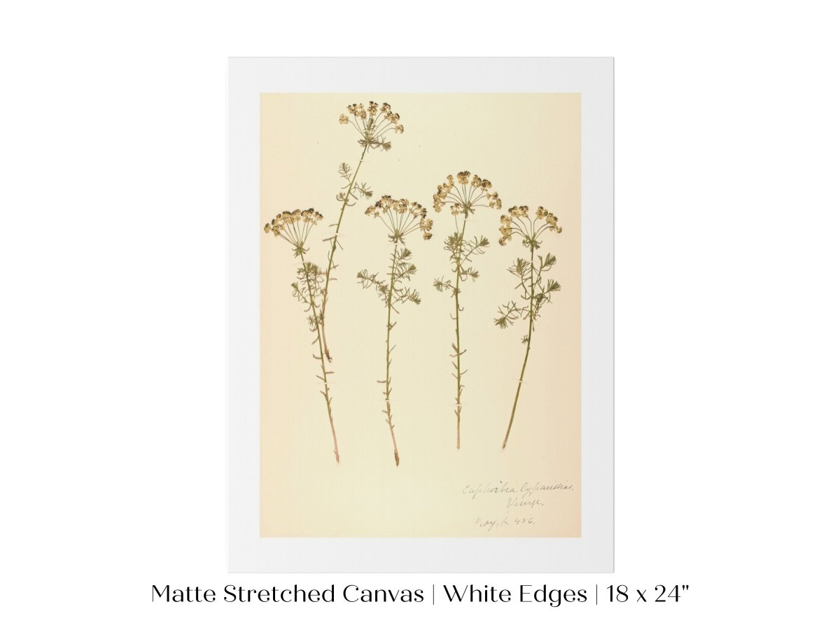 Pressed Flower Art Print | Euphorbia | P431 - Single Art Prints - Piccolo Fiore Prints