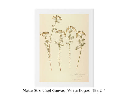 Pressed Flower Art Print | Euphorbia | P431 - Single Art Prints - Piccolo Fiore Prints