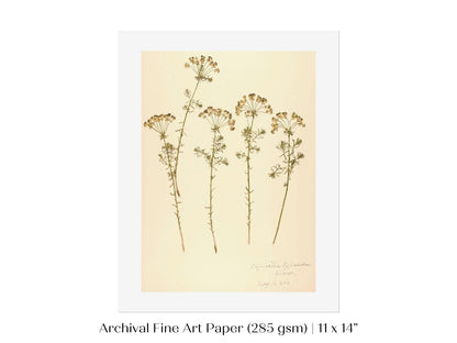 Pressed Flower Art Print | Euphorbia | P431 - Single Art Prints - Piccolo Fiore Prints