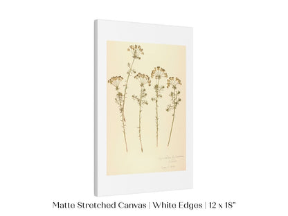 Pressed Flower Art Print | Euphorbia | P431 - Single Art Prints - Piccolo Fiore Prints