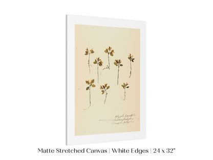 Pressed Flower Art Print | Milkwort | P433 - Single Art Prints - Piccolo Fiore Prints