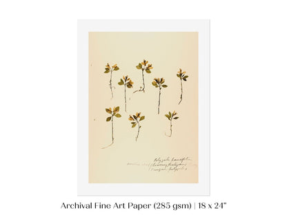 Pressed Flower Art Print | Milkwort | P433 - Single Art Prints - Piccolo Fiore Prints