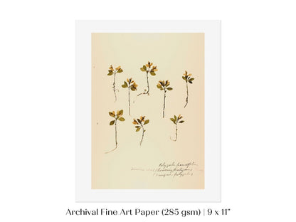 Pressed Flower Art Print | Milkwort | P433 - Single Art Prints - Piccolo Fiore Prints