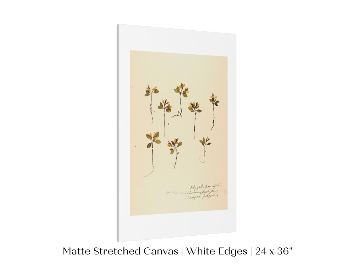 Pressed Flower Art Print | Milkwort | P433 - Single Art Prints - Piccolo Fiore Prints