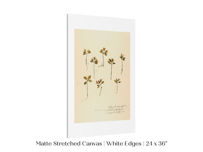 Pressed Flower Art Print | Milkwort | P433 - Single Art Prints - Piccolo Fiore Prints