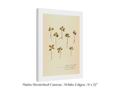 Pressed Flower Art Print | Milkwort | P433 - Single Art Prints - Piccolo Fiore Prints