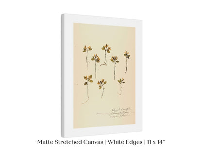 Pressed Flower Art Print | Milkwort | P433 - Single Art Prints - Piccolo Fiore Prints