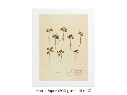 Pressed Flower Art Print | Milkwort | P433 - Single Art Prints - Piccolo Fiore Prints