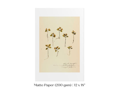 Pressed Flower Art Print | Milkwort | P433 - Single Art Prints - Piccolo Fiore Prints