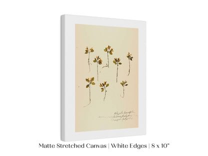 Pressed Flower Art Print | Milkwort | P433 - Single Art Prints - Piccolo Fiore Prints