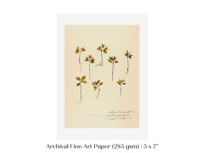 Pressed Flower Art Print | Milkwort | P433 - Single Art Prints - Piccolo Fiore Prints