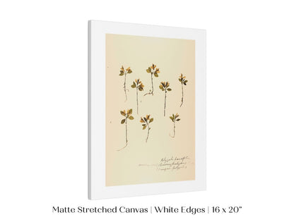 Pressed Flower Art Print | Milkwort | P433 - Single Art Prints - Piccolo Fiore Prints