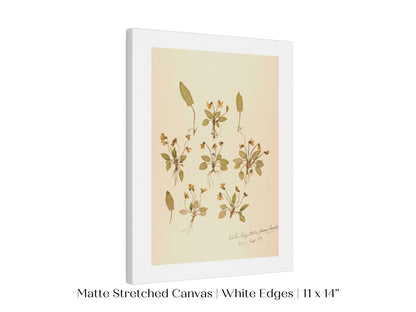 Pressed Flower Art Print | Violas | P434 - Single Art Prints - Piccolo Fiore Prints