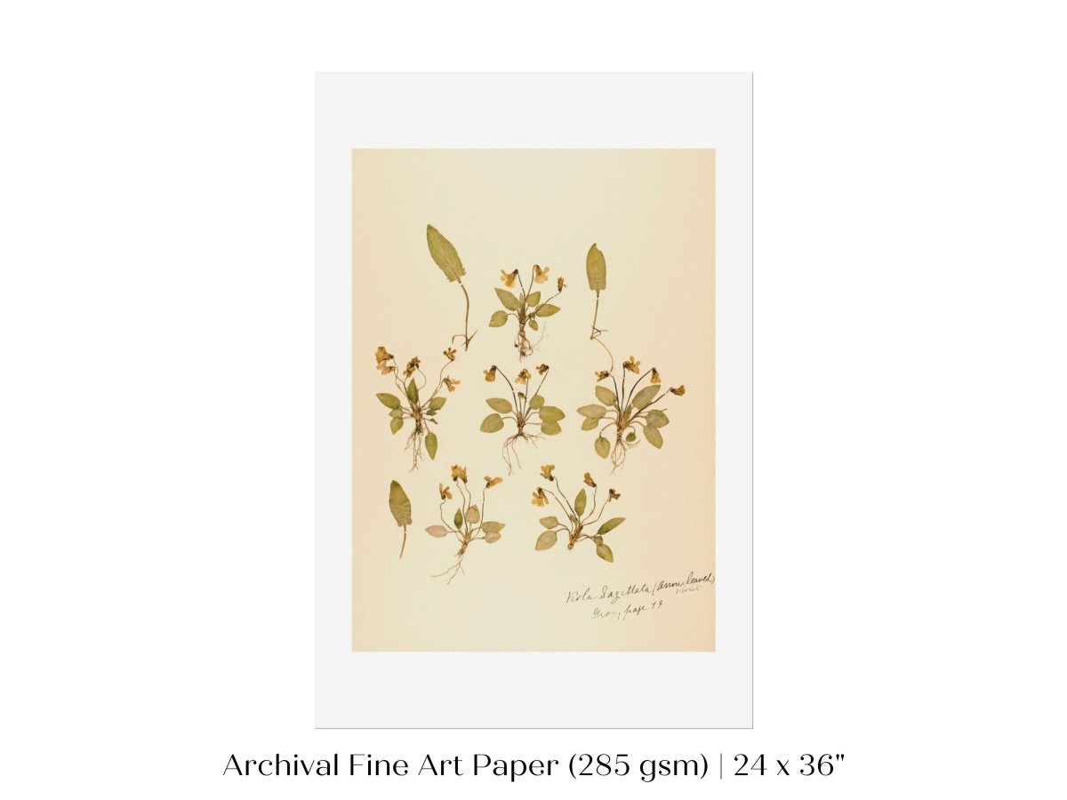 Pressed Flower Art Print | Violas | P434 - Single Art Prints - Piccolo Fiore Prints