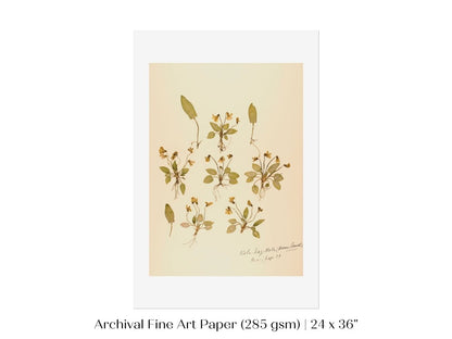 Pressed Flower Art Print | Violas | P434 - Single Art Prints - Piccolo Fiore Prints