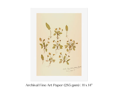 Pressed Flower Art Print | Violas | P434 - Single Art Prints - Piccolo Fiore Prints