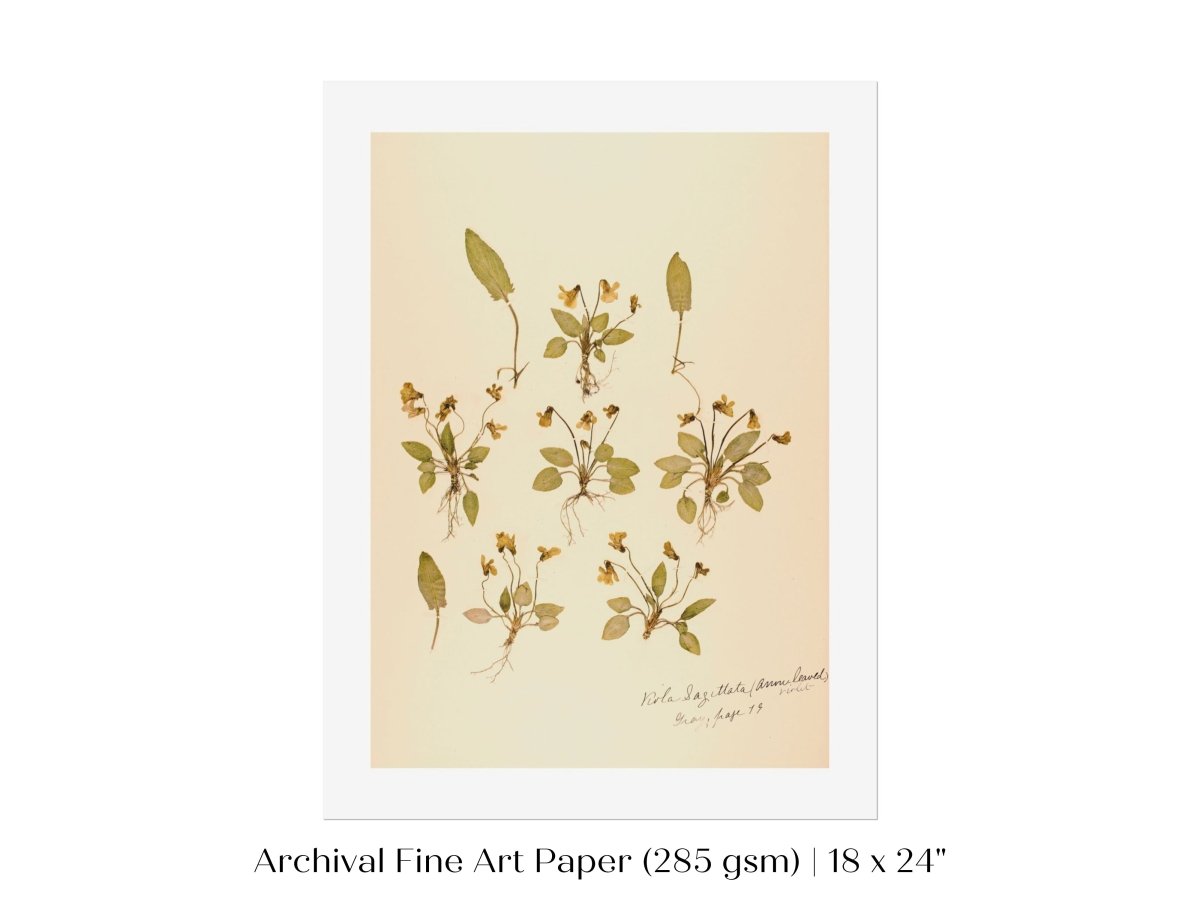 Pressed Flower Art Print | Violas | P434 - Single Art Prints - Piccolo Fiore Prints