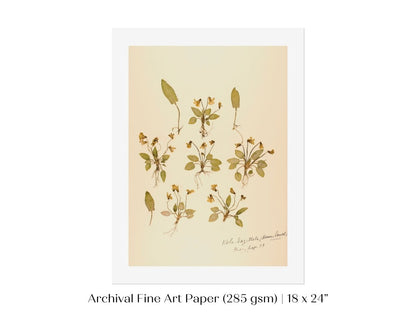 Pressed Flower Art Print | Violas | P434 - Single Art Prints - Piccolo Fiore Prints