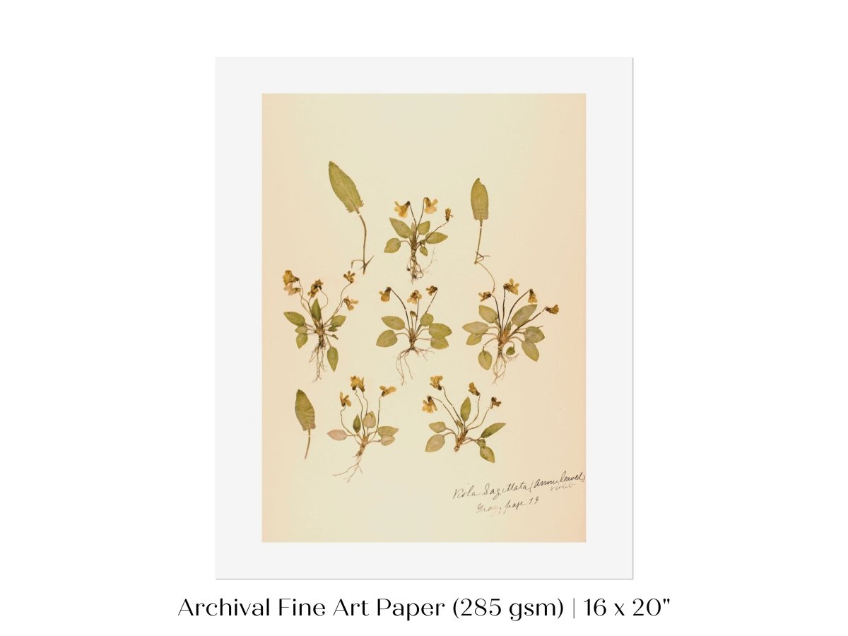 Pressed Flower Art Print | Violas | P434 - Single Art Prints - Piccolo Fiore Prints