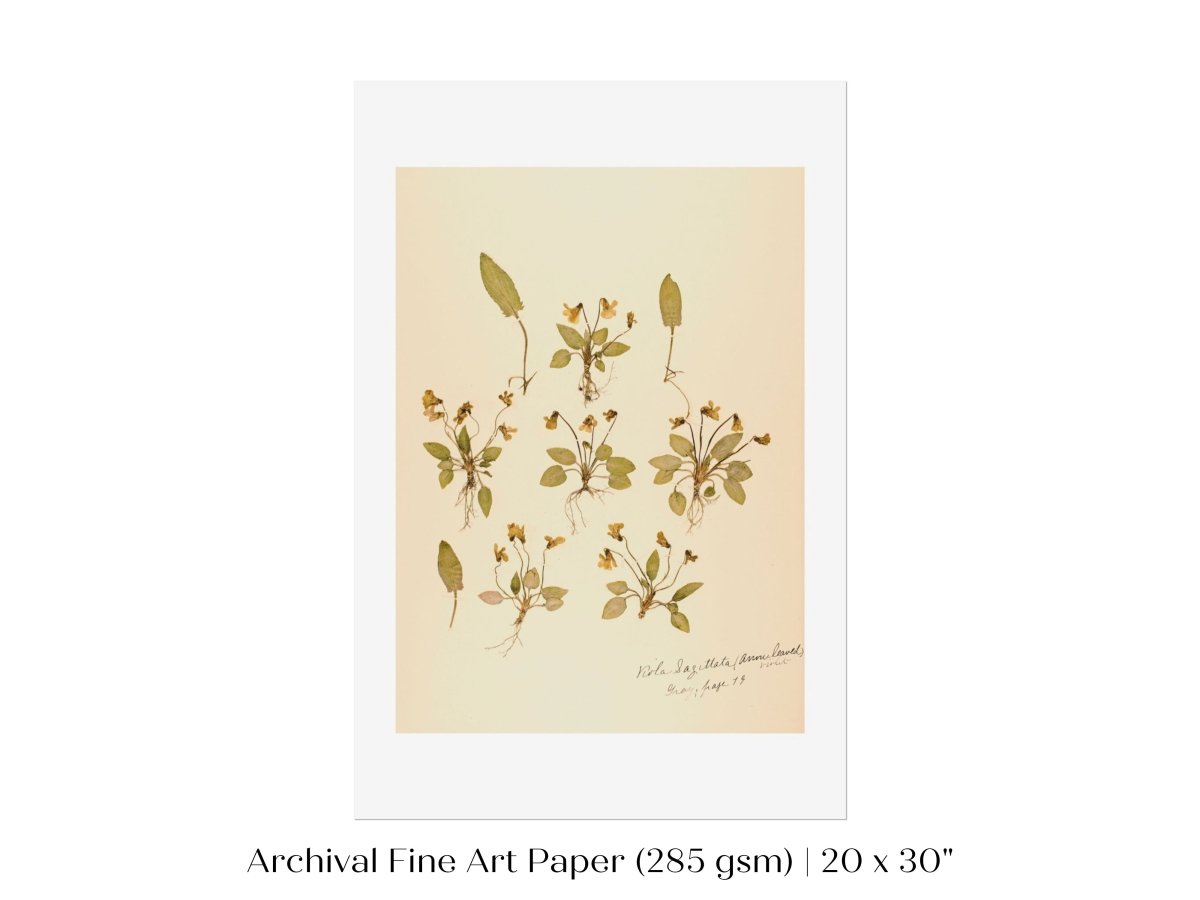 Pressed Flower Art Print | Violas | P434 - Single Art Prints - Piccolo Fiore Prints