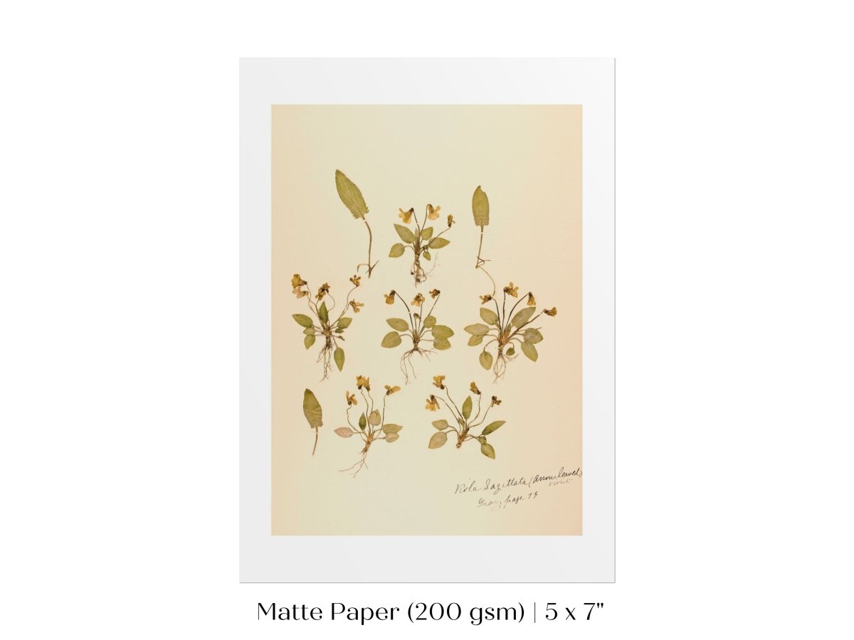 Pressed Flower Art Print | Violas | P434 - Single Art Prints - Piccolo Fiore Prints