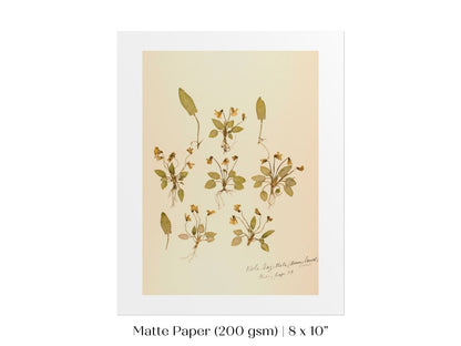 Pressed Flower Art Print | Violas | P434 - Single Art Prints - Piccolo Fiore Prints