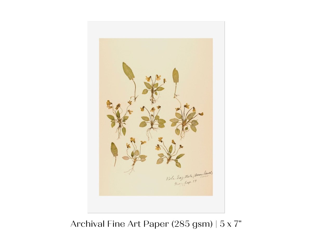 Pressed Flower Art Print | Violas | P434 - Single Art Prints - Piccolo Fiore Prints