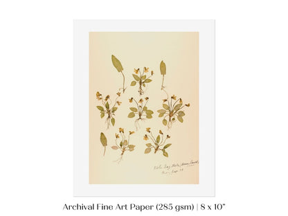 Pressed Flower Art Print | Violas | P434 - Single Art Prints - Piccolo Fiore Prints
