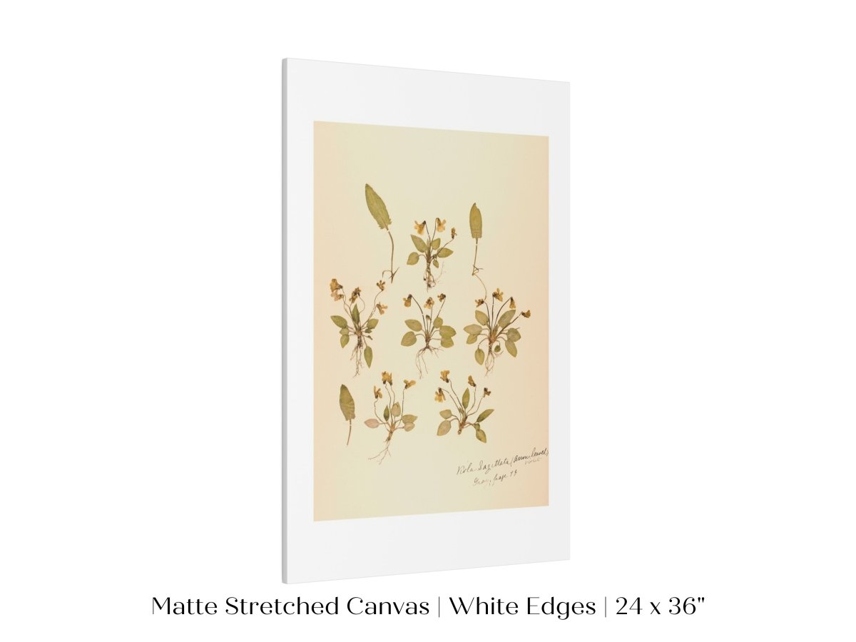 Pressed Flower Art Print | Violas | P434 - Single Art Prints - Piccolo Fiore Prints